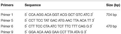 Analysis of Common Beta-Thalassemia (β-Thalassemia) Mutations in East Java, Indonesia